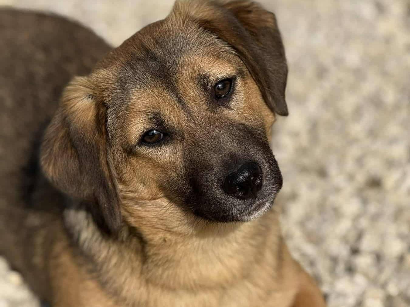Adotta un cane, taglia piccola, maschio, Firenze