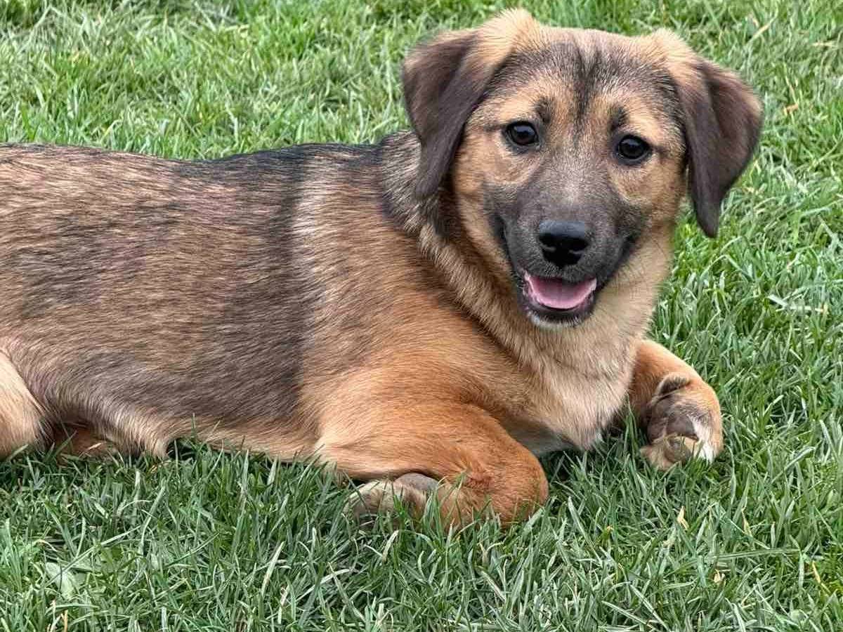 Vuoi adottare un cane a Firenze?