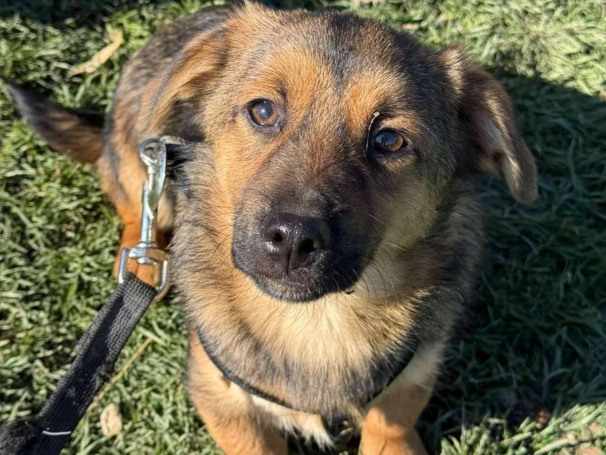 Adotta il cane DON e DENIS a Firenze