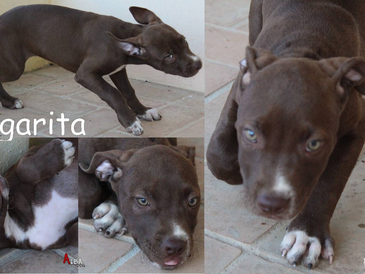 Adozione cane, femmina, Amstaff Razza sconosciuta, 3 mesi, taglia media, Roma