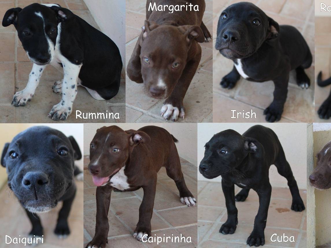 Adotta un cane, femmina, 3 mesi, Roma