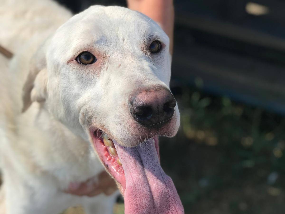 Adozione cane, maschio, Razza sconosciuta Labrador Retriever, 1 anno e 11 mesi, taglia media, Latina