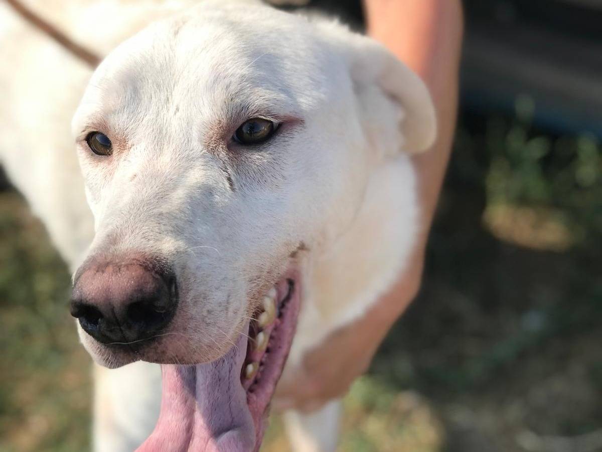 Adotta un cane, maschio, 1 anno e 11 mesi, Latina