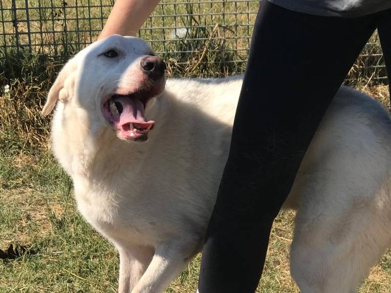 Adotta il cane Boston a Latina