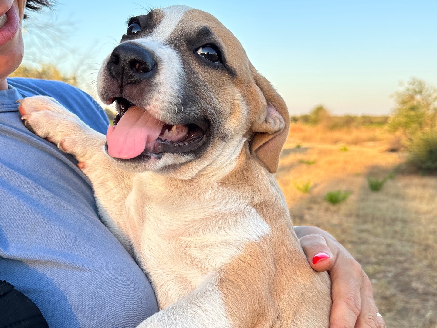 Adozione cane, maschio, Razza sconosciuta Razza sconosciuta, 1 mesi, taglia media, Taranto