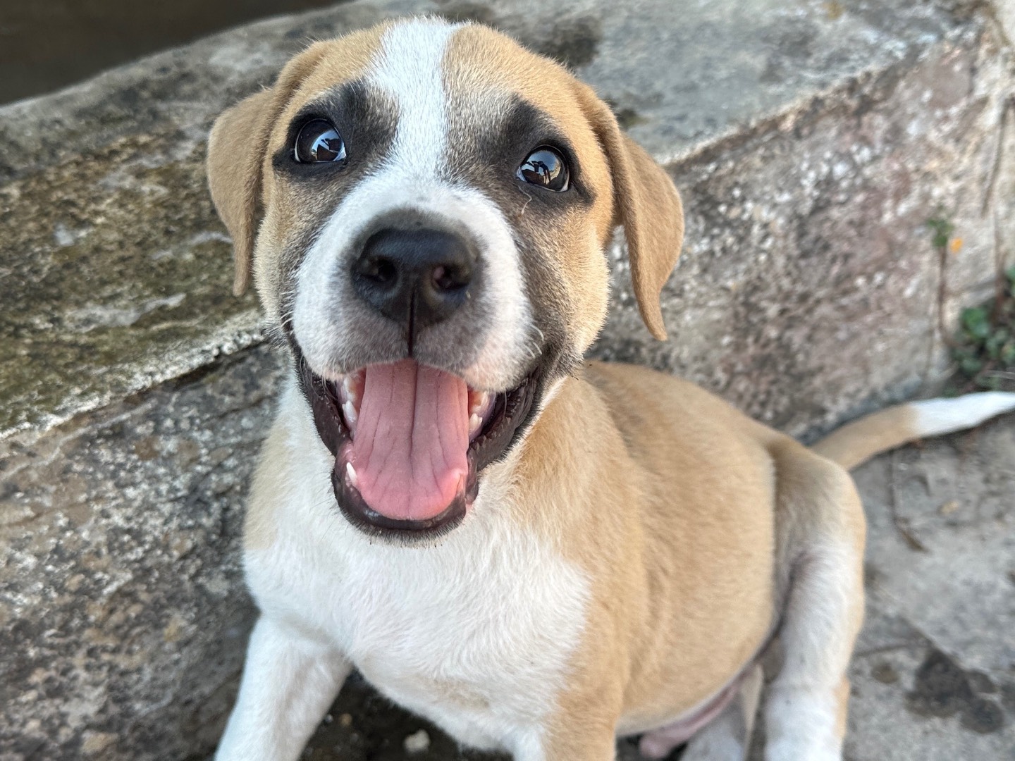 Adotta un cane, maschio, 1 mesi, Taranto