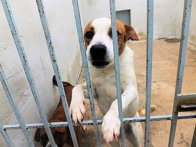 Adotta un cane, maschio, 6 anni e 5 mesi, Frosinone