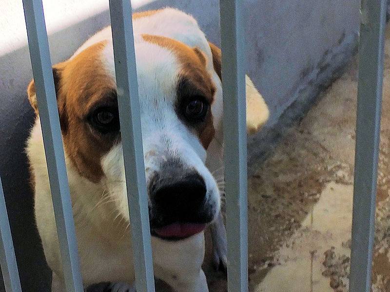 Adotta un cane, taglia media, maschio, Frosinone