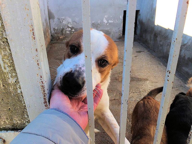 Adotta il cane FILIPPO a Frosinone