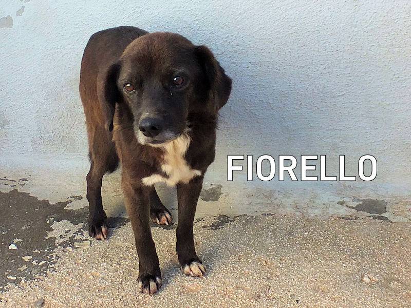 Adozione cane, maschio, Razza sconosciuta Razza sconosciuta, 7 anni e 1 mese, taglia media contenuta, Frosinone