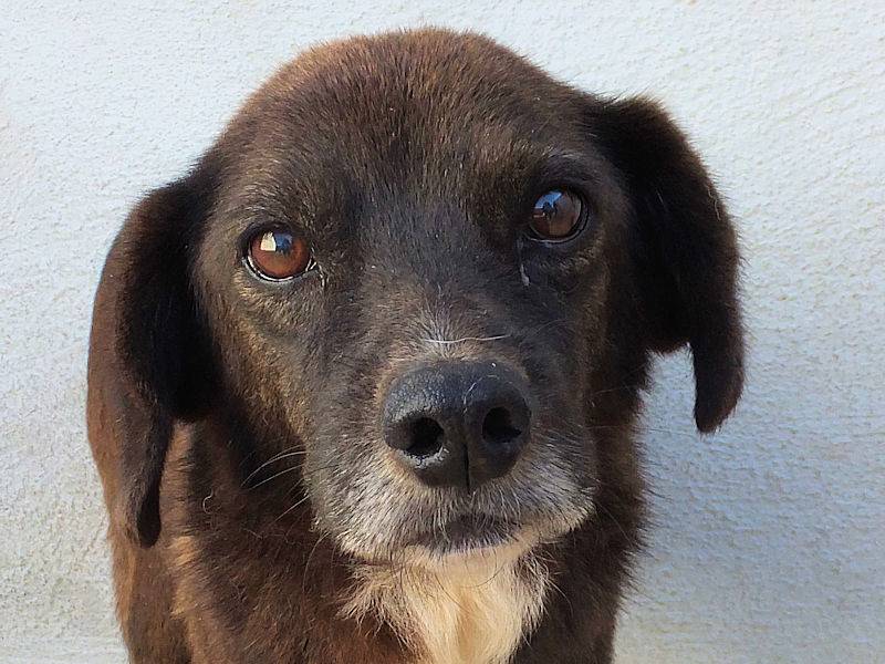 Adotta un cane, maschio, 7 anni e 1 mese, Frosinone