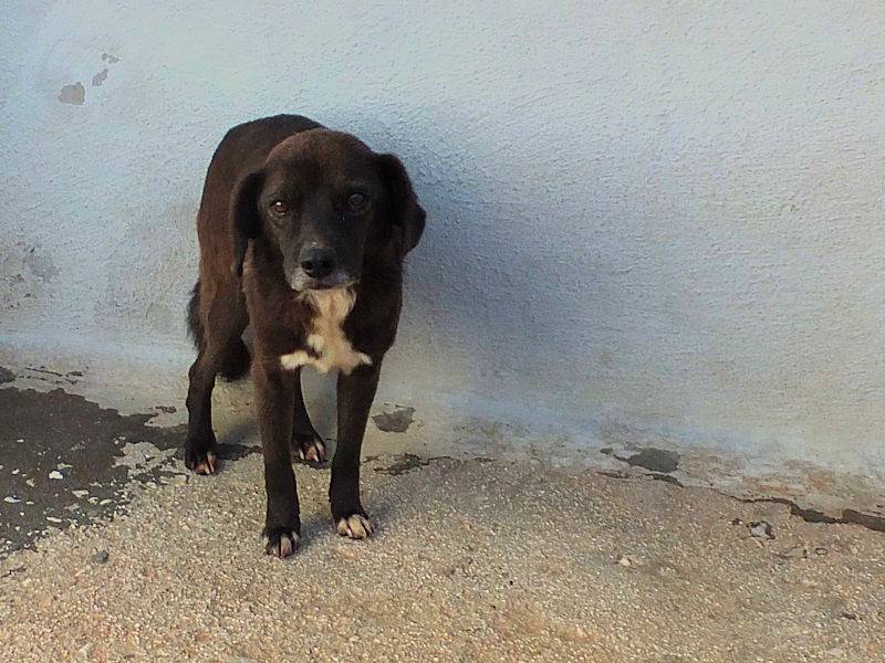 Adotta un cane, taglia media contenuta, maschio, Frosinone