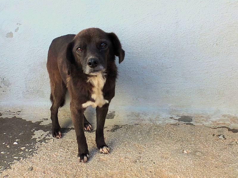 Vuoi adottare un cane a Frosinone?