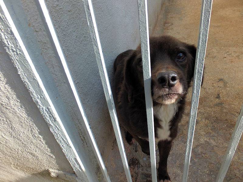Adotta il cane FIORELLO a Frosinone