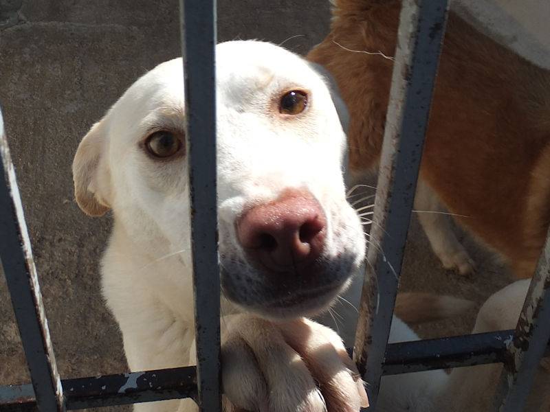 Adotta un cane, femmina, 3 anni e 8 mesi, Frosinone