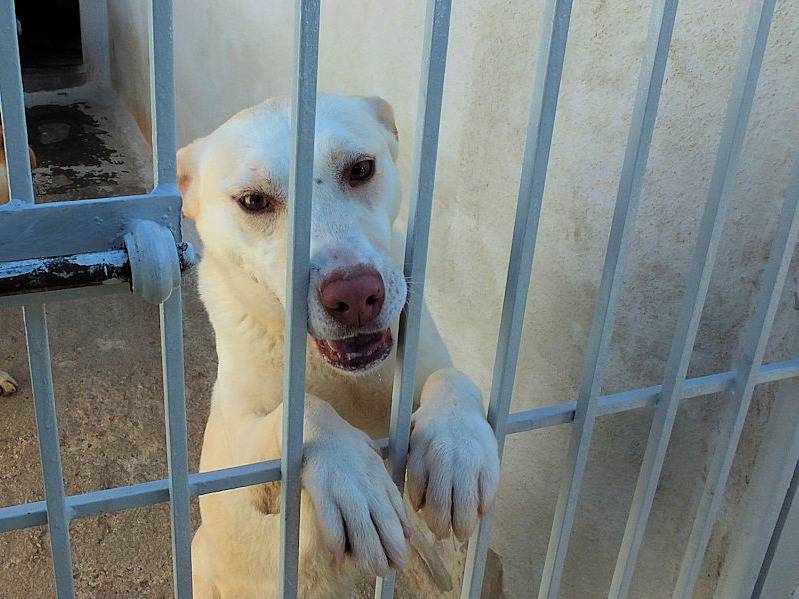 Adotta un cane, taglia media contenuta, femmina, Frosinone