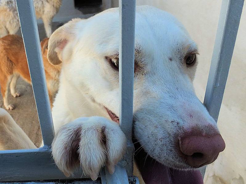 Vuoi adottare un cane a Frosinone?