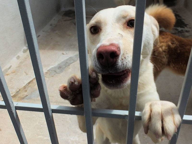 Adotta il cane FLORA a Frosinone