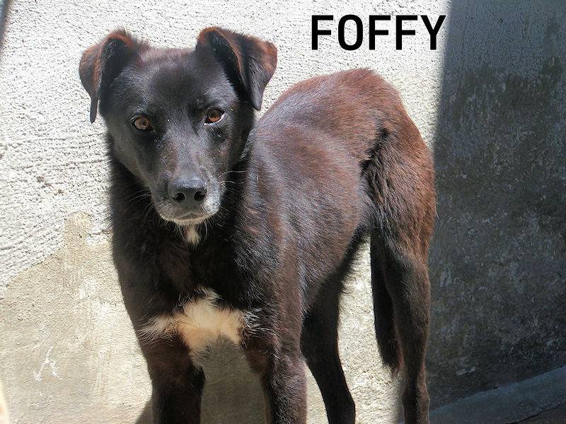 Adozione cane, maschio, Razza sconosciuta Razza sconosciuta, 5 anni e 7 mesi, taglia media contenuta, Frosinone