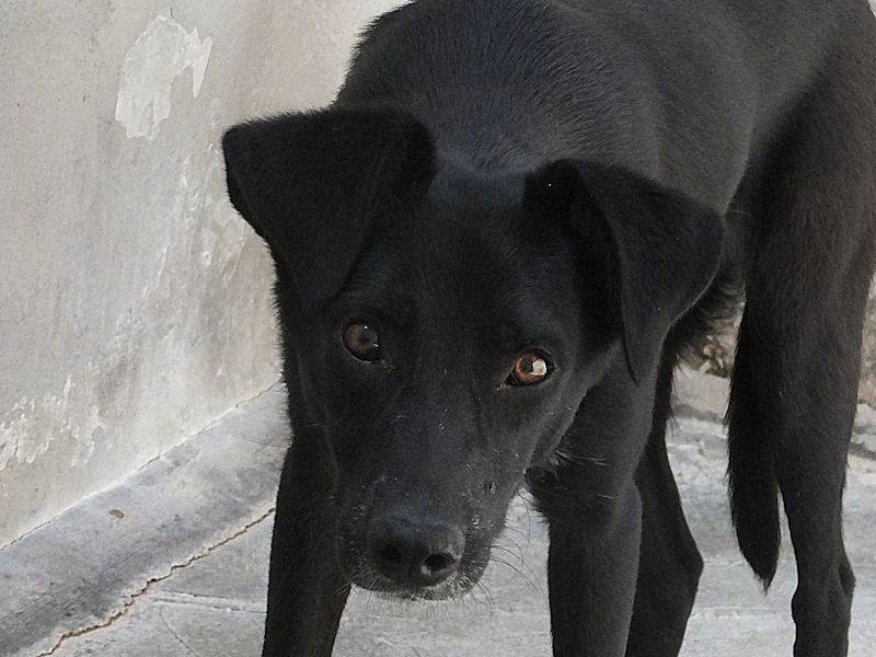 Adotta un cane, maschio, 5 anni e 7 mesi, Frosinone
