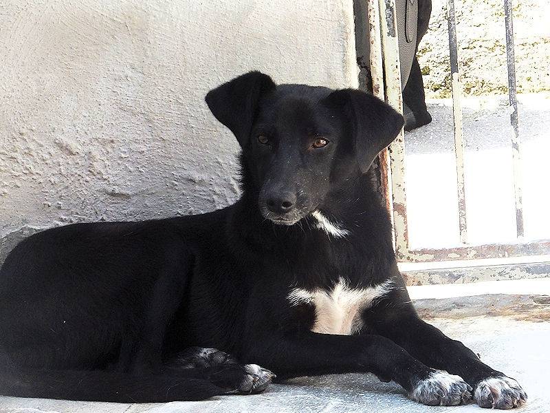 Adotta un cane, taglia media contenuta, maschio, Frosinone