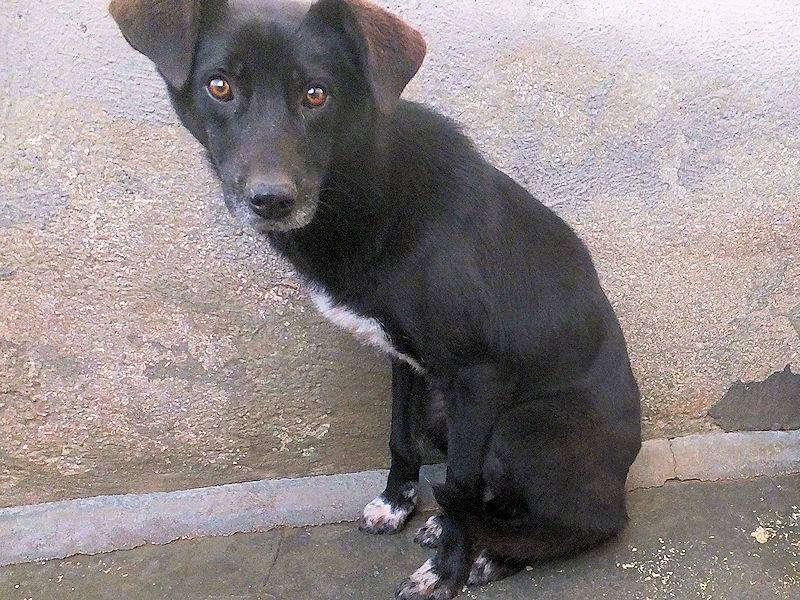 Vuoi adottare un cane a Frosinone?