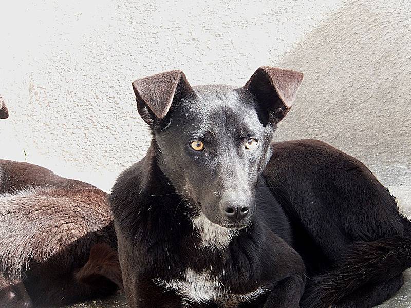 Adotta il cane FOFFY a Frosinone