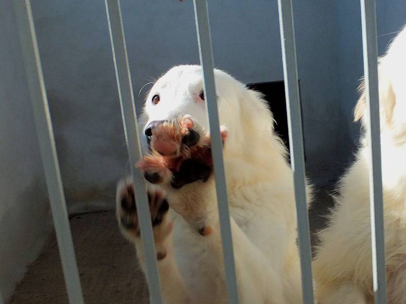 Adotta un cane, femmina, 2 anni e 3 mesi, Frosinone