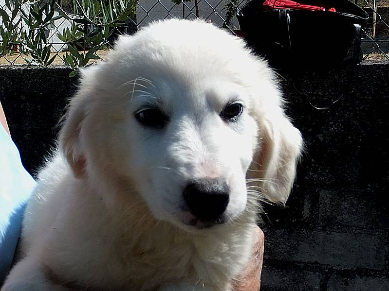 Vuoi adottare un cane a Frosinone?