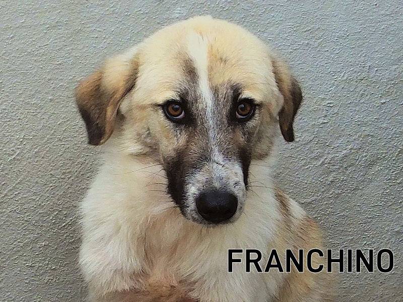 Adozione cane, maschio, Razza sconosciuta Razza sconosciuta, 3 anni e 5 mesi, taglia grande, Frosinone