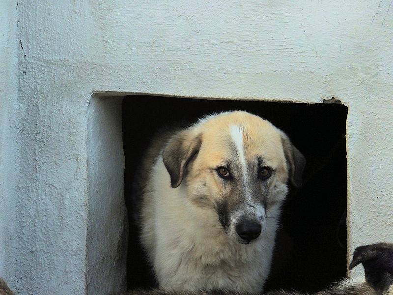 Adotta un cane, maschio, 3 anni e 5 mesi, Frosinone