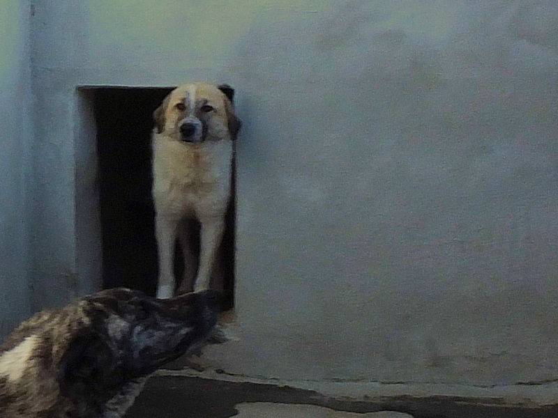 Adotta un cane, taglia grande, maschio, Frosinone