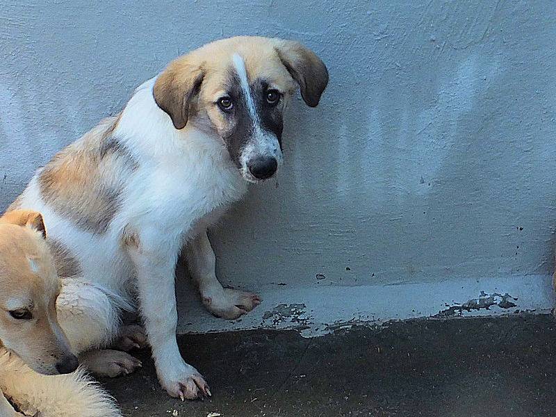 Adotta il cane FRANCHINO a Frosinone