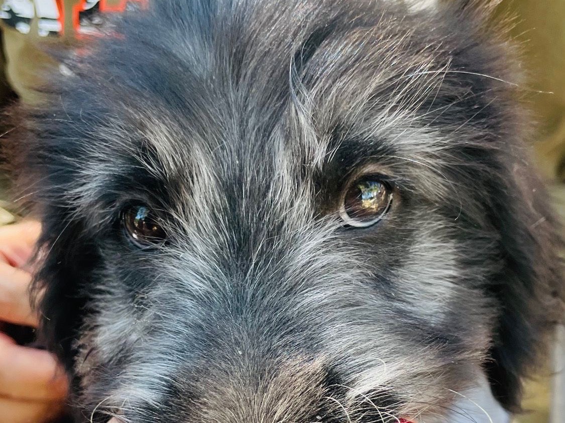 Adozione cane, maschio, Razza sconosciuta Razza sconosciuta, 4 mesi, taglia media, Foggia