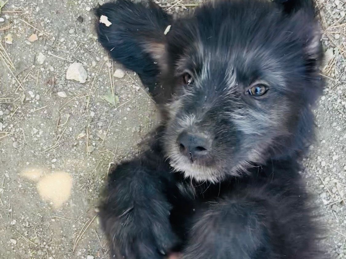 Adozione cane, maschio, Razza sconosciuta Razza sconosciuta, 4 mesi, taglia media, Foggia