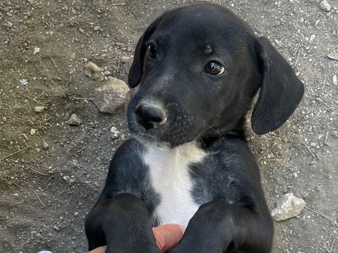 Adozione cane, maschio, Razza sconosciuta Razza sconosciuta, 4 mesi, taglia media, Foggia