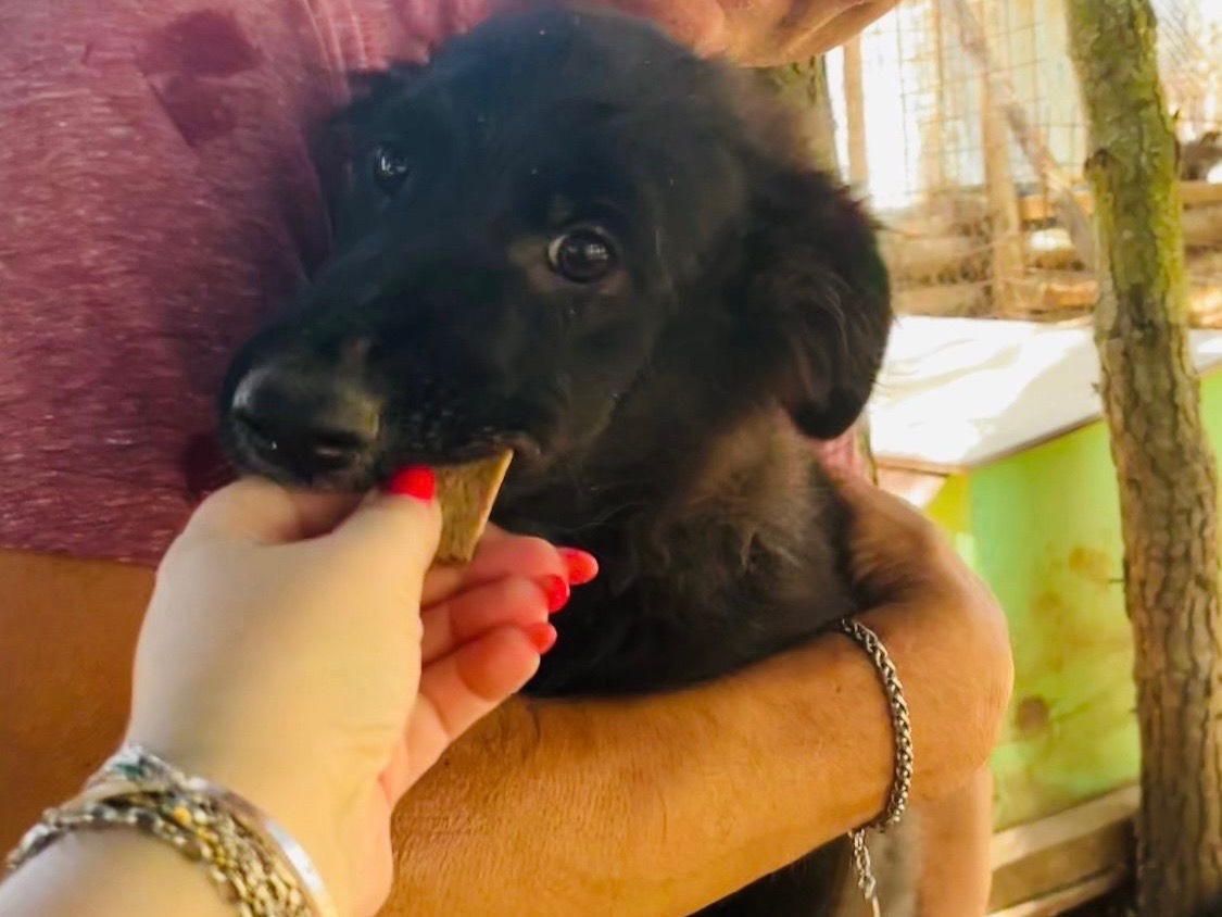 Adozione cane, femmina, Razza sconosciuta Razza sconosciuta, 4 mesi, taglia media, Foggia