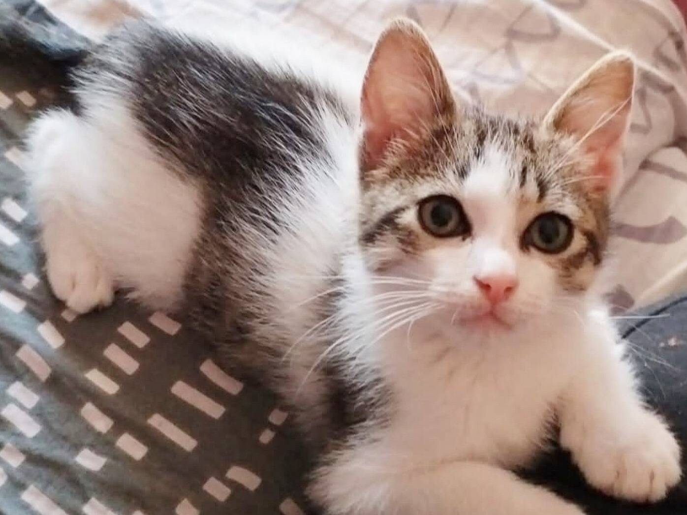 Adozione gatto, maschio, Razza sconosciuta Razza sconosciuta, 4 mesi, taglia non valida, Catanzaro