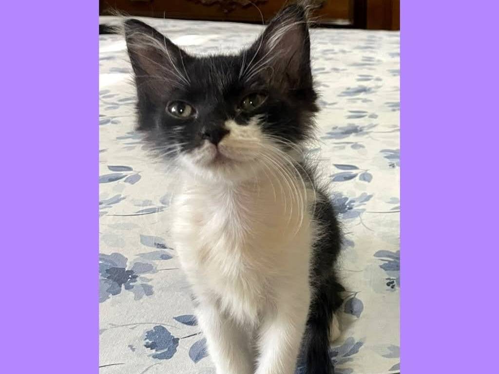 Adozione gatto, femmina, Razza sconosciuta Razza sconosciuta, 3 mesi, taglia non valida, Reggio