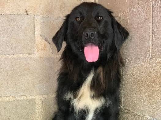 Adozione cane, maschio, Razza sconosciuta Razza sconosciuta, 2 anni, taglia grande, Firenze