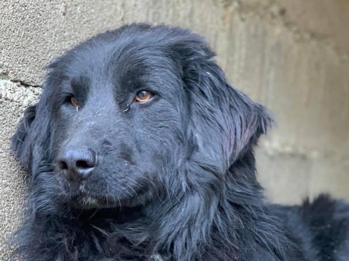 Adotta un cane, maschio, 2 anni, Firenze
