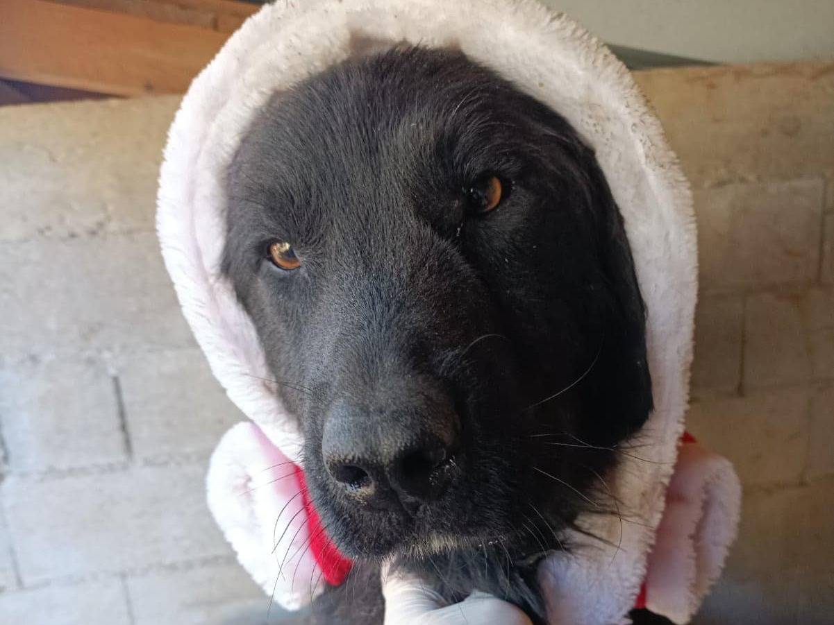 Adotta un cane, taglia grande, maschio, Firenze