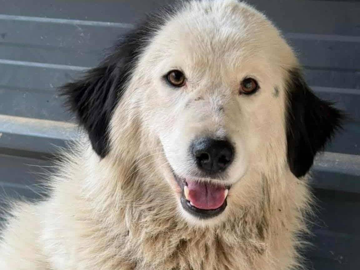Adozione cane, femmina, Razza sconosciuta Razza sconosciuta, 1 anno e 9 mesi, taglia grande, Firenze