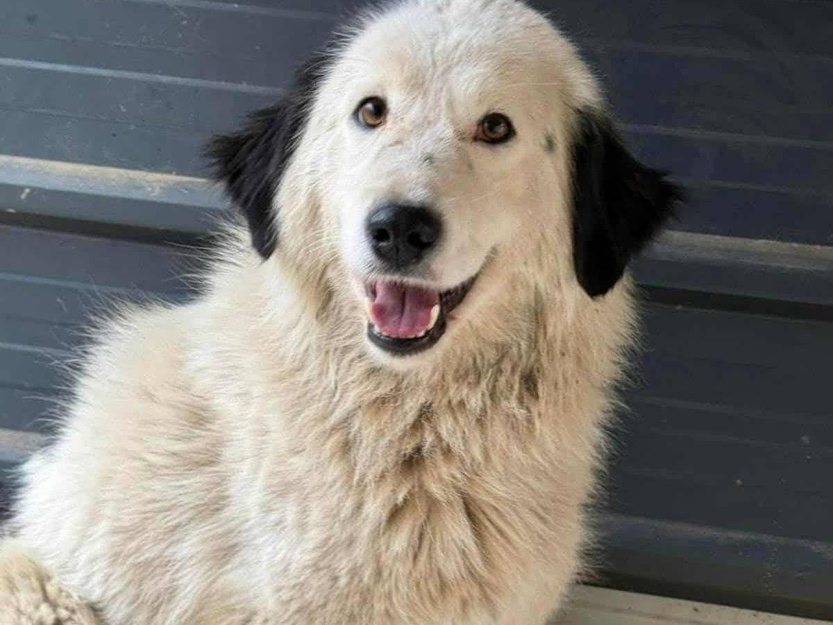 Adotta un cane, femmina, 1 anno e 9 mesi, Firenze