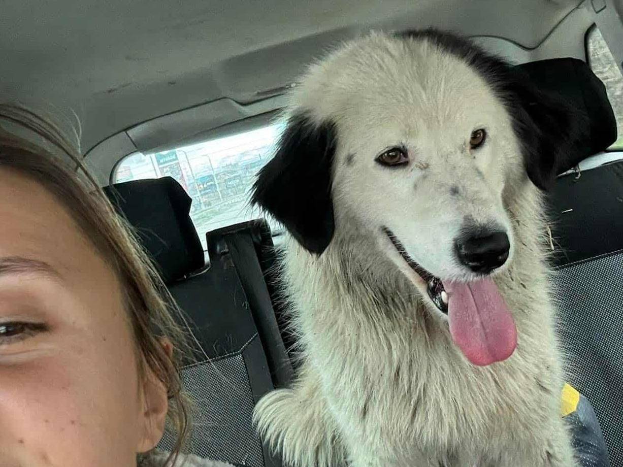 Adotta un cane, taglia grande, femmina, Firenze