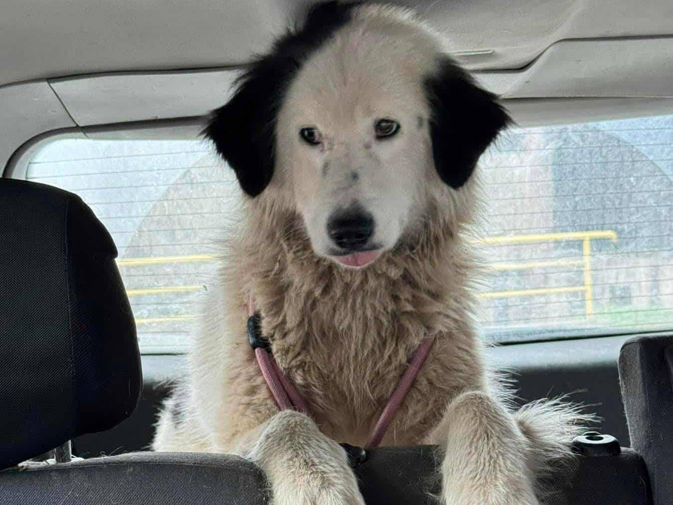 Vuoi adottare un cane a Firenze?