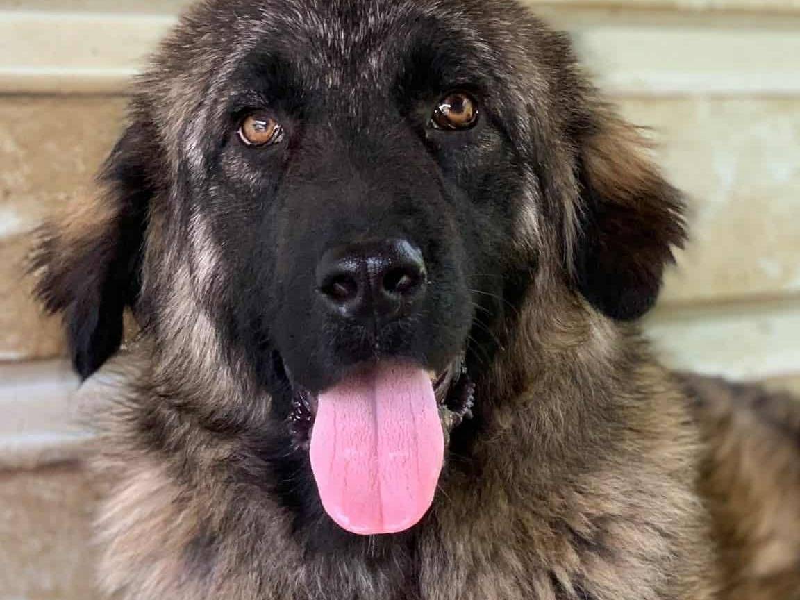 Vuoi adottare un cane a Firenze?
