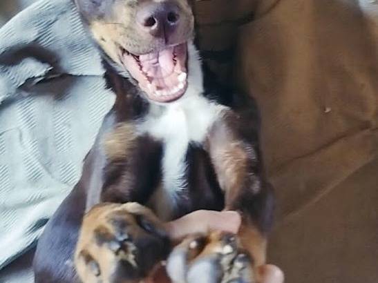 Vuoi adottare un cane a Palermo?