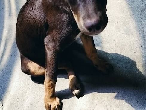 Adotta il cane BRUNO a Palermo