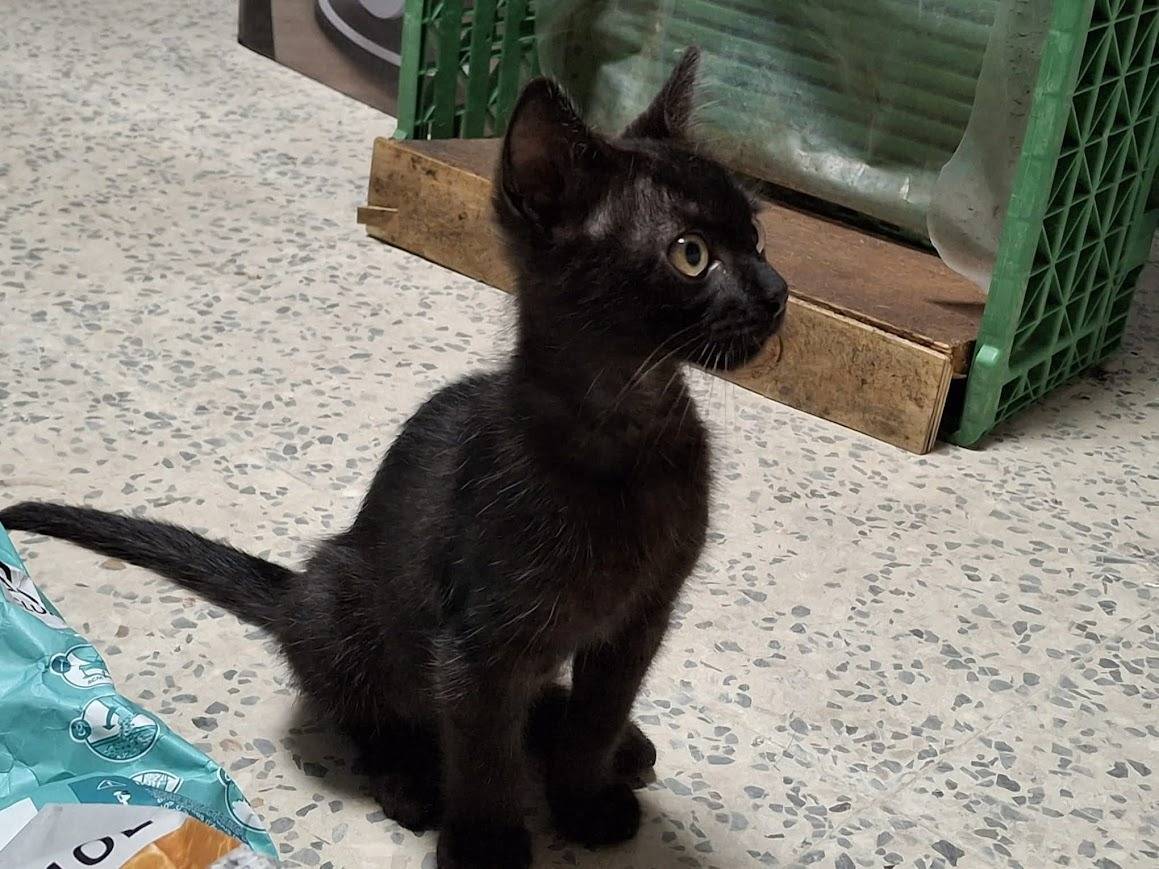 Adotta un gatto, taglia non valida, femmina, Palermo